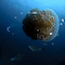 Grouper